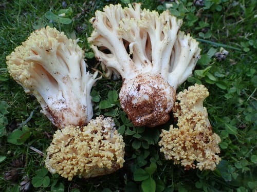 Ramaria rasilispora