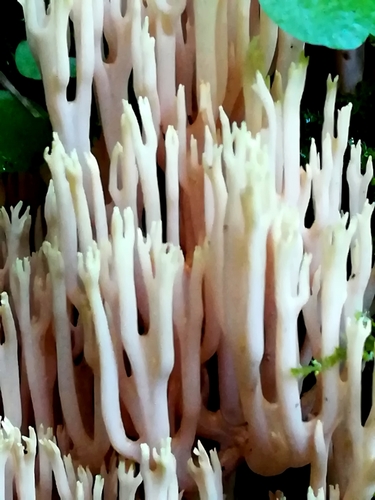 Ramaria stricta