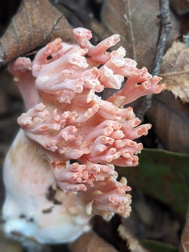 Ramaria subbotrytis