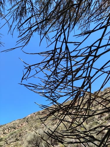 Ramorinoa girolae