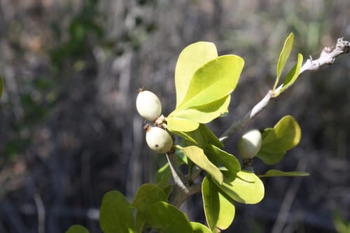 Randia aculeata