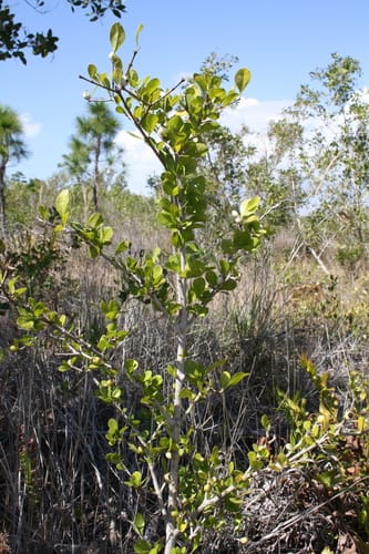 Randia aculeata
