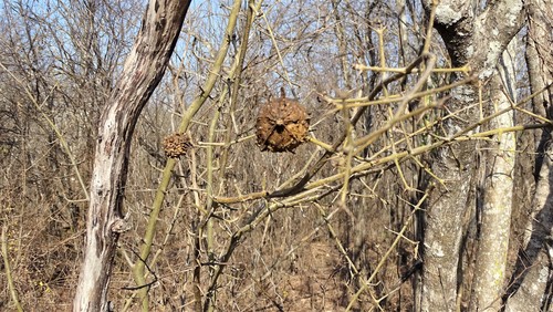 Randia echinocarpa