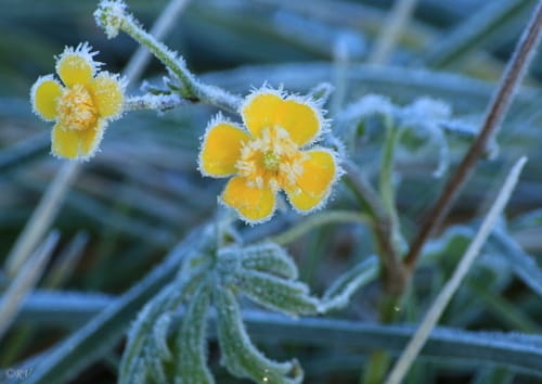 Ranunculus acris