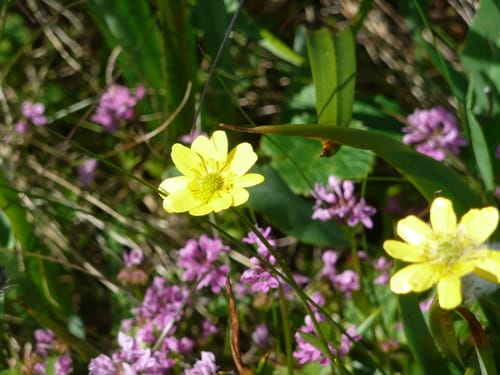 Ranunculus californicus