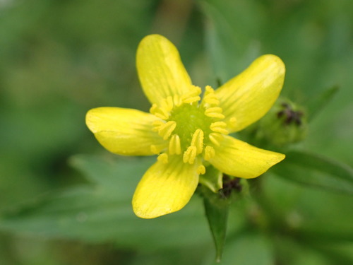 Ranunculus cantoniensis