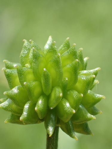 Ranunculus cantoniensis