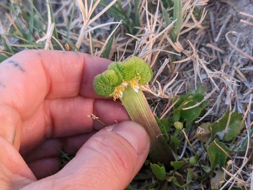 Ranunculus cymbalaria