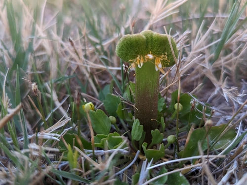 Ranunculus cymbalaria