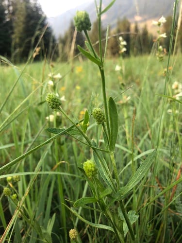 Ranunculus inamoenus