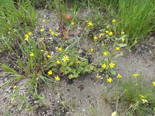 Ranunculus marginatus