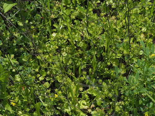 Ranunculus muricatus