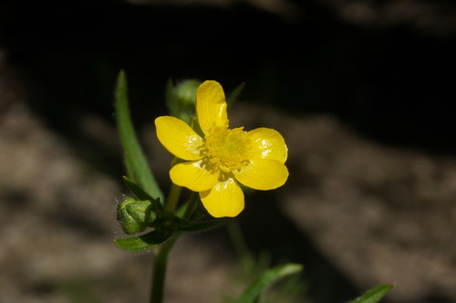 Ranunculus neapolitanus