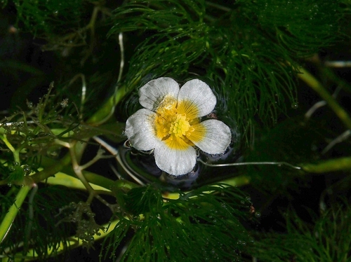 Ranunculus nipponicus
