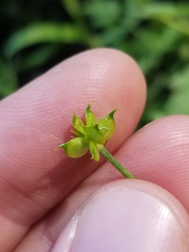 Ranunculus occidentalis