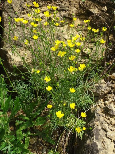 Ranunculus polyanthemos