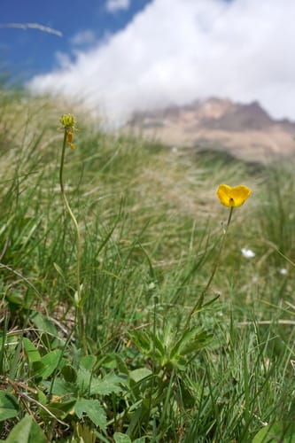 Ranunculus raddeanus