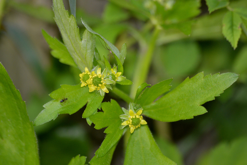 Ranunculus recurvatus
