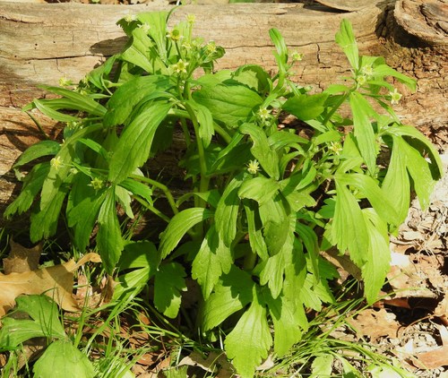 Ranunculus recurvatus