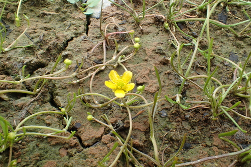 Ranunculus reptans