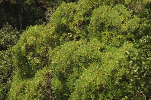 Rapanea wightiana