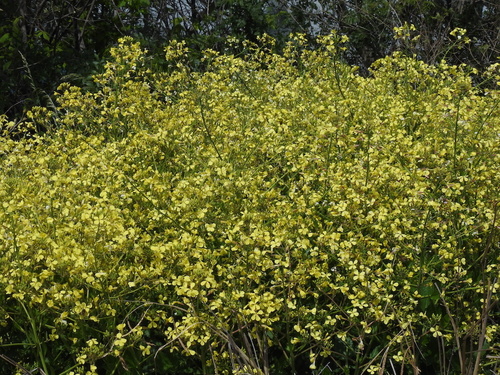 Raphanus landra