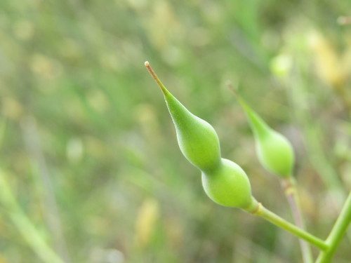 Raphanus raphanistrum subsp. landra