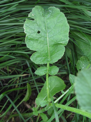 Raphanus raphanistrum subsp. landra