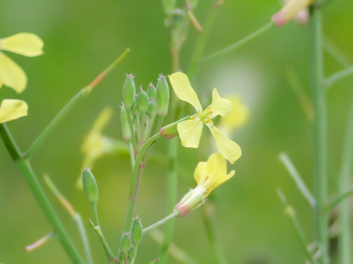 Raphanus raphanistrum