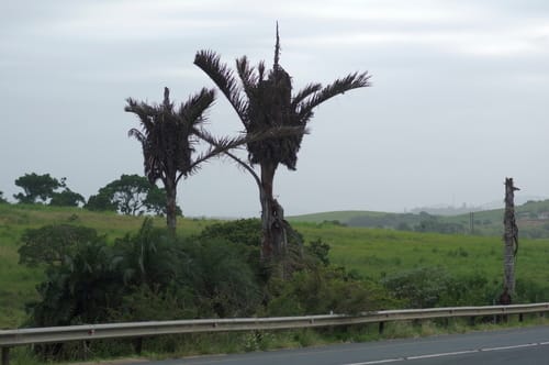 Raphia australis