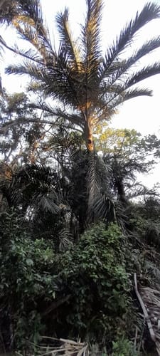 Raphia australis