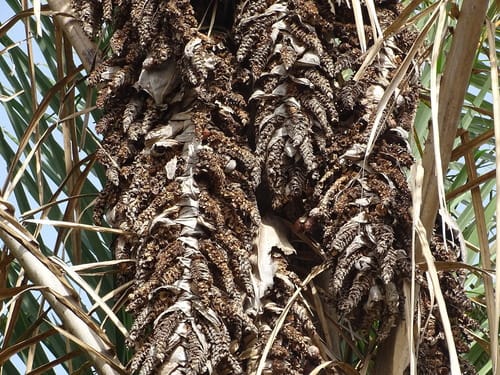 Raphia sudanica