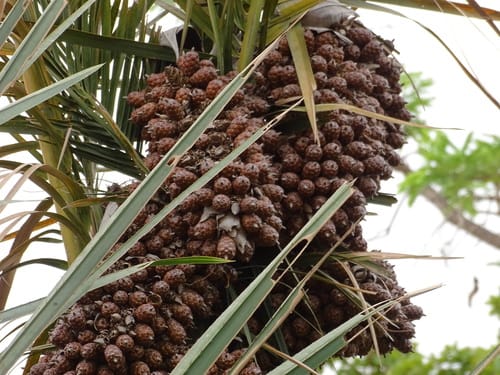 Raphia sudanica