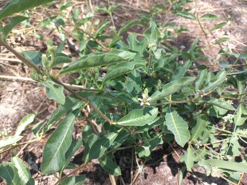 Raphionacme lanceolata