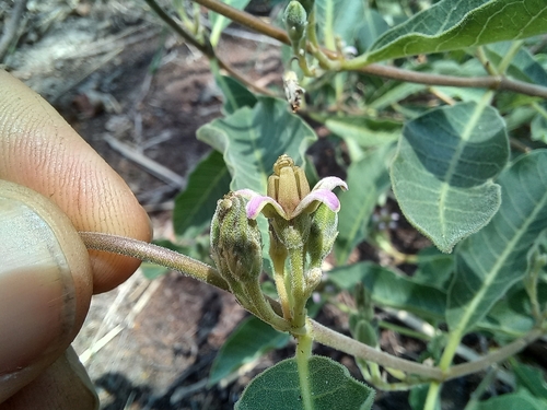 Raphionacme lanceolata