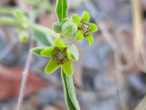 Raphionacme velutina