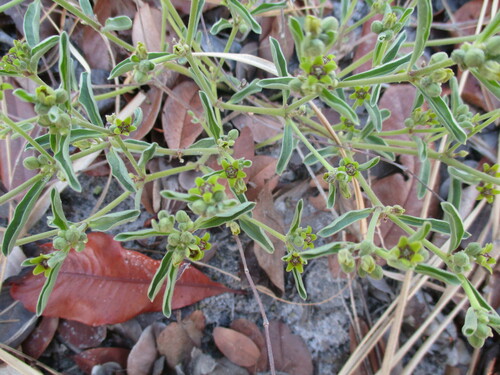 Raphionacme velutina