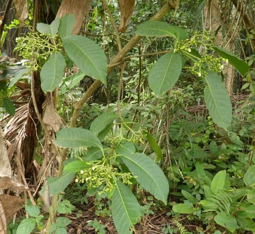 Rauvolfia vomitoria