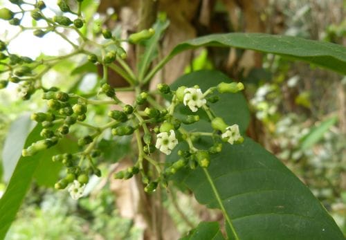 Rauvolfia vomitoria
