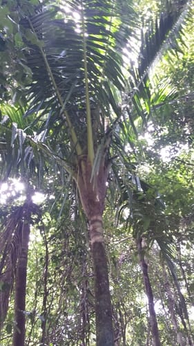 Ravenea dransfieldii