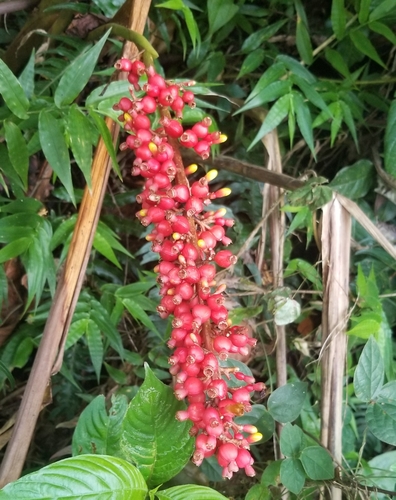 Renealmia aromatica