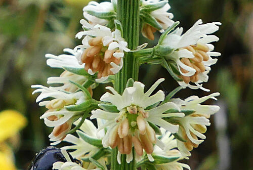 Reseda alba