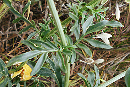 Reseda alba