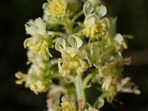 Resedaceae