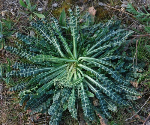 Reseda luteola