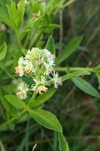 Reseda odorata