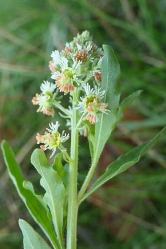 Reseda odorata