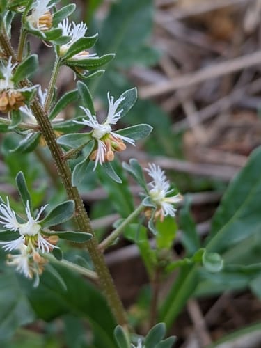 Reseda phyteuma