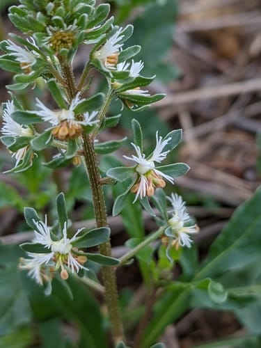 Reseda phyteuma