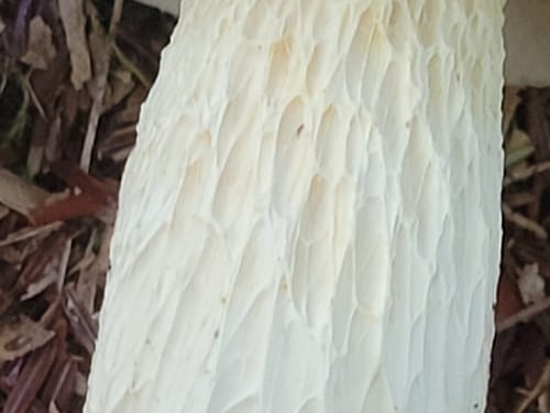 Retiboletus griseus